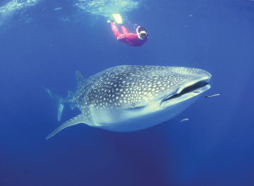Advanced whale shark snorkeling