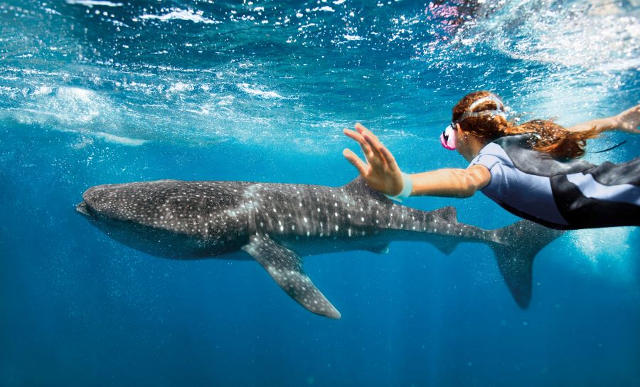 Advanced whale shark snorkeling