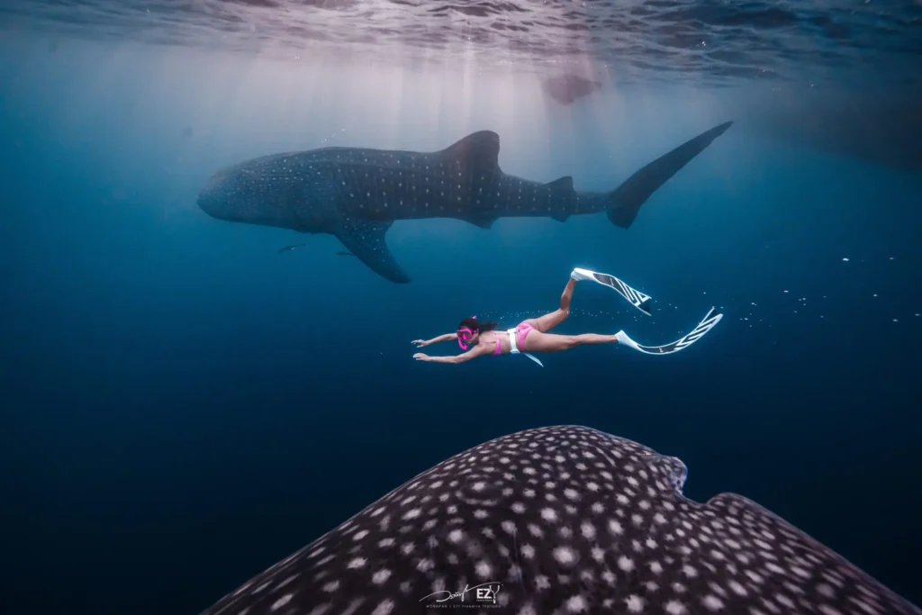 Beginner friendly Sumbawa whale shark snorkeling