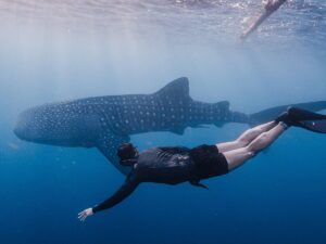 Beginner friendly Sumbawa whale shark snorkeling