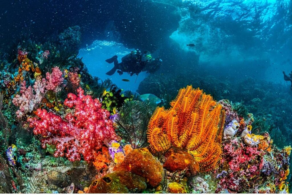 Snorkeling reef Saleh Bay