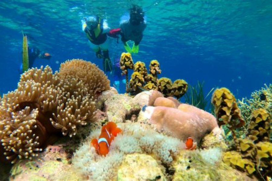 Snorkeling reef Saleh Bay