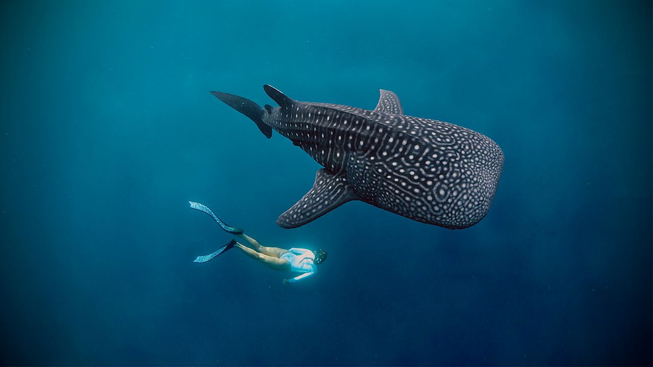 Sumbawa whale shark snorkeling guided