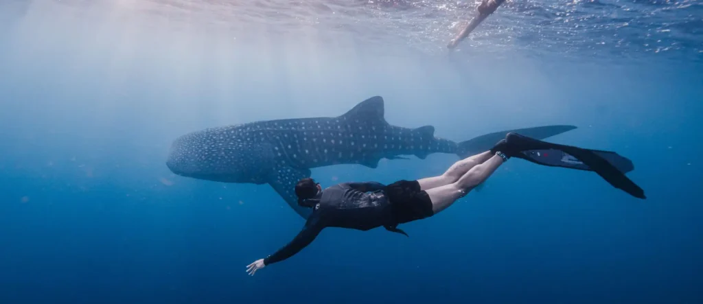 Sumbawa whale shark snorkeling private
