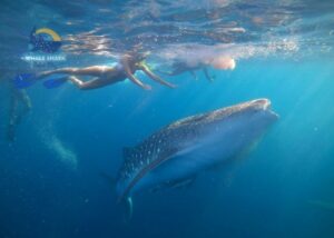 best time for swimming with whale sharks