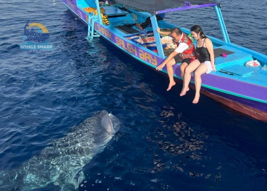 family friendly whale shark trip