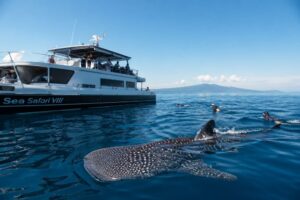 luxury whale shark tour
