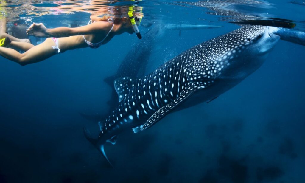 shallow water best place to swim with whale sharks
