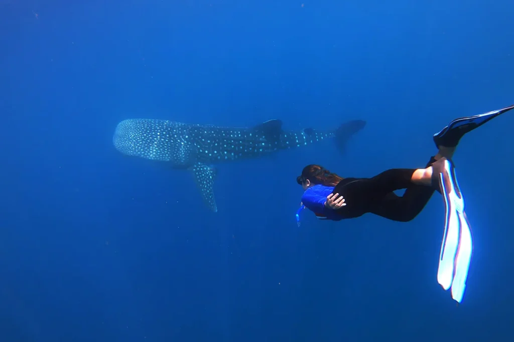 shallow water best place to swim with whale sharks