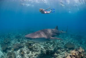 shallow water best place to swim with whale sharks