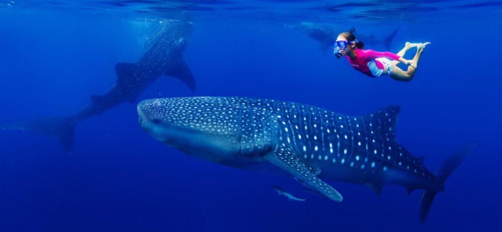 whale shark tour guide