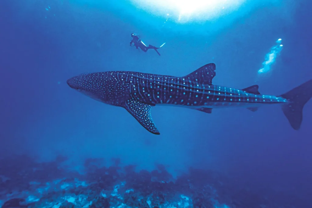 whale shark trip marine life