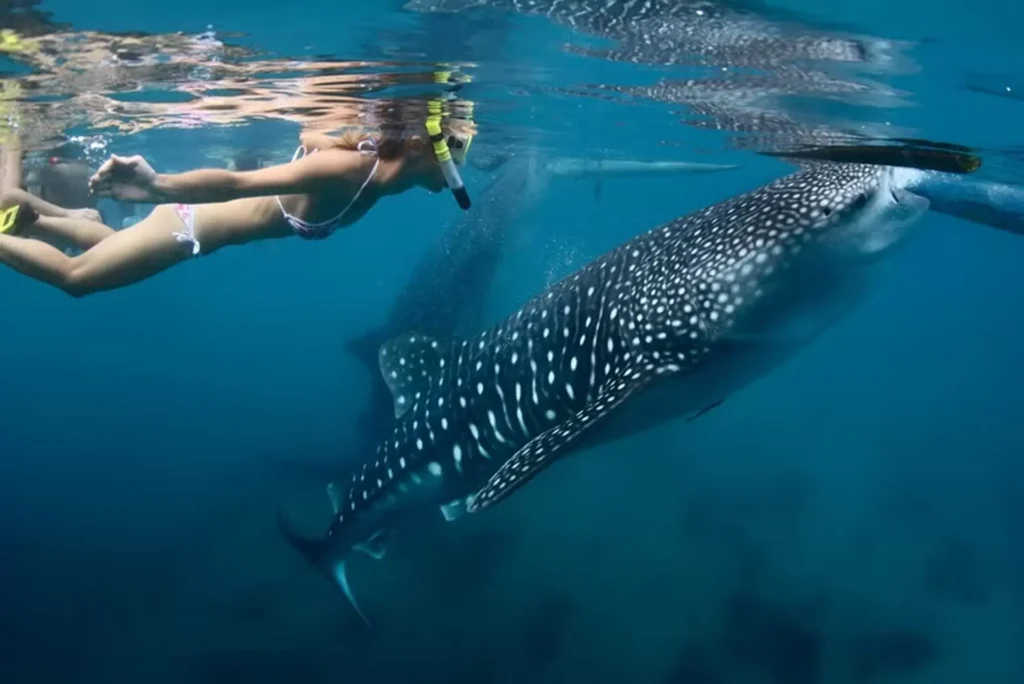 whale shark trip marine life