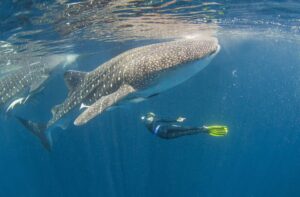 whale shark trip marine life