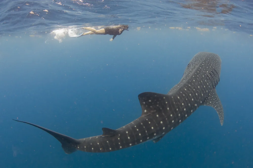 whale shark trip shallow water