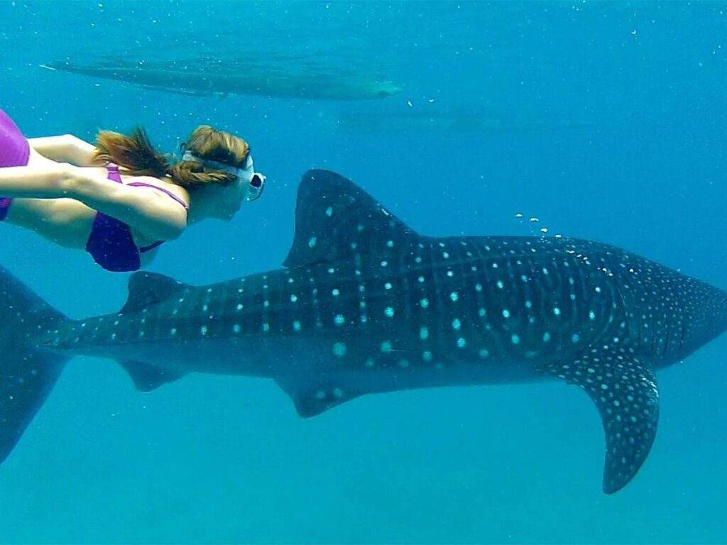 whale shark trip shallow water