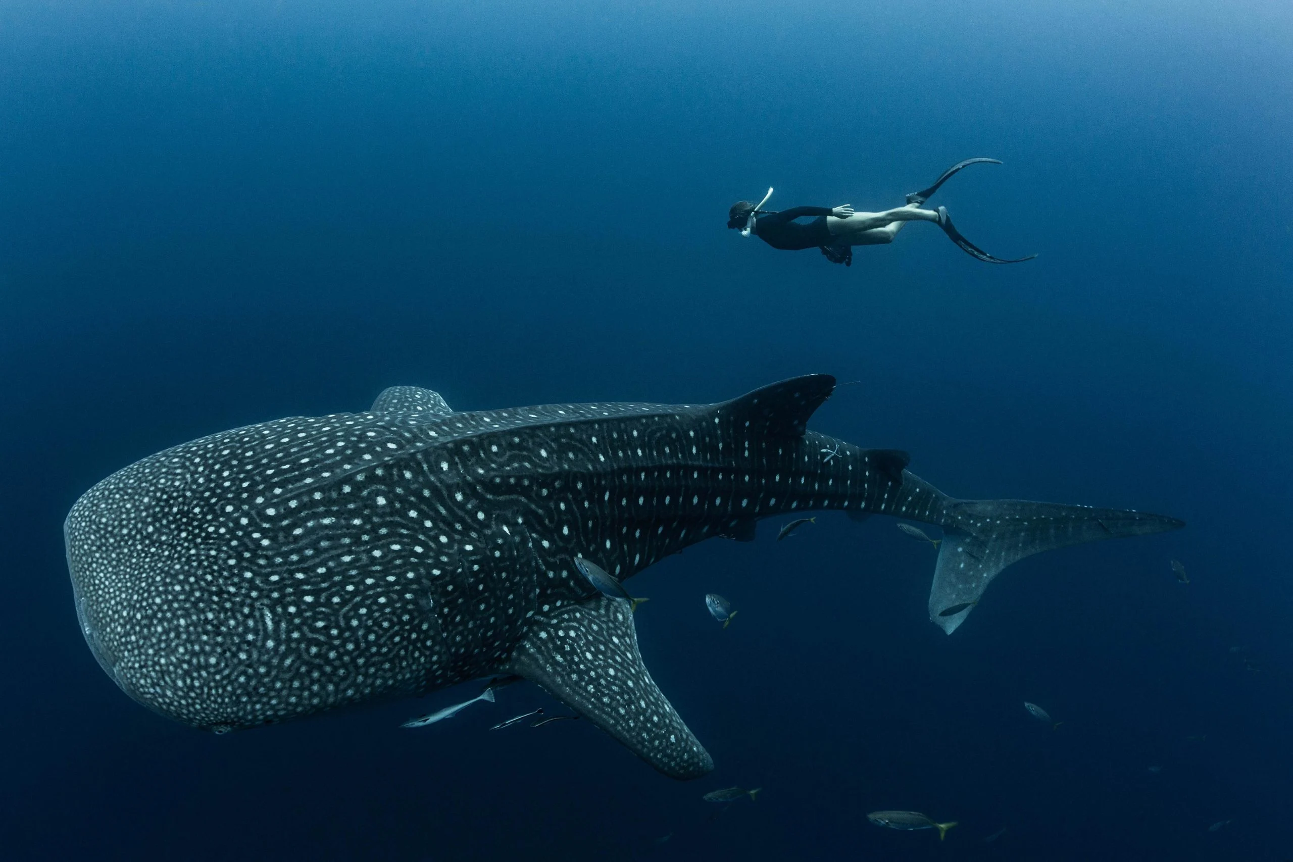 whale shark trip shallow water