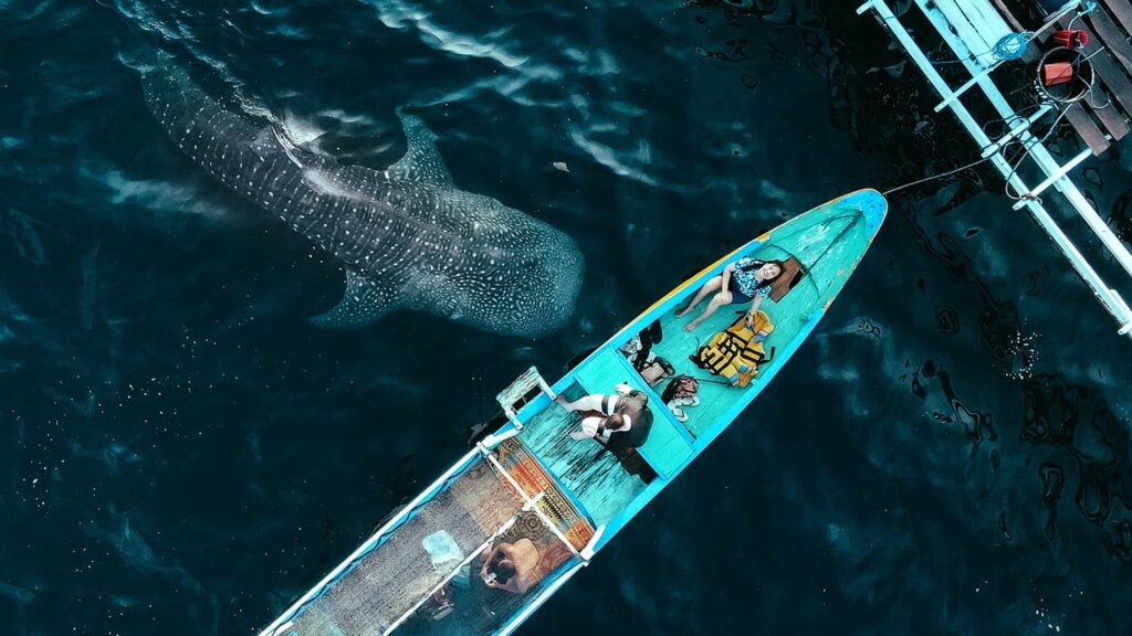 Saleh Bay whale shark boat trip