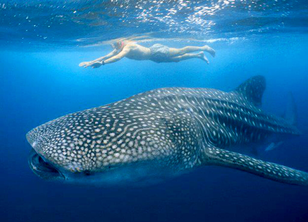 Snorkeling with whale sharks unguided