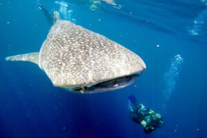 Whale shark diving Indonesia marine life