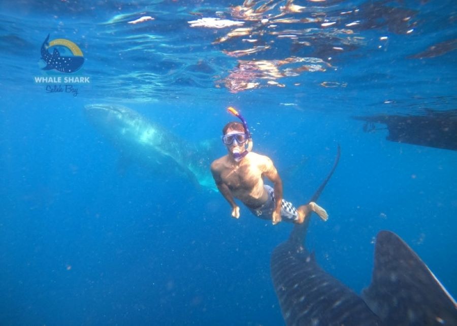Whale shark safari conservation