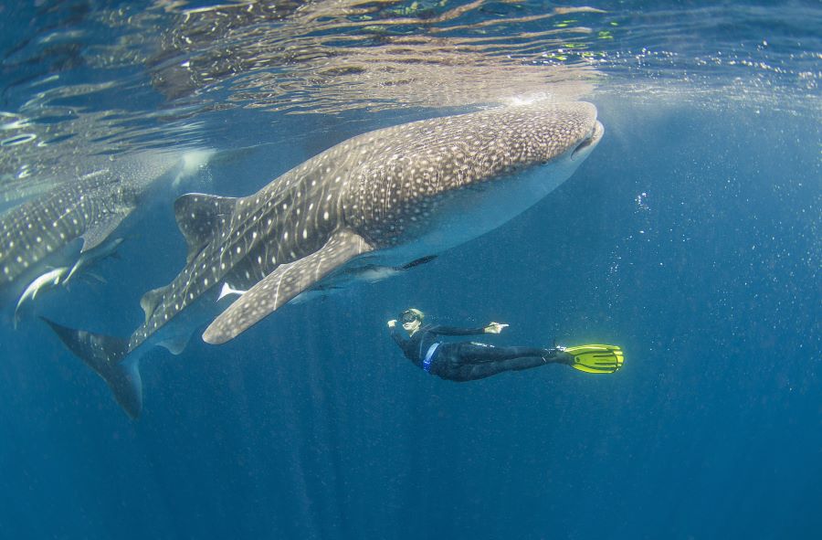 Whale shark safari conservation