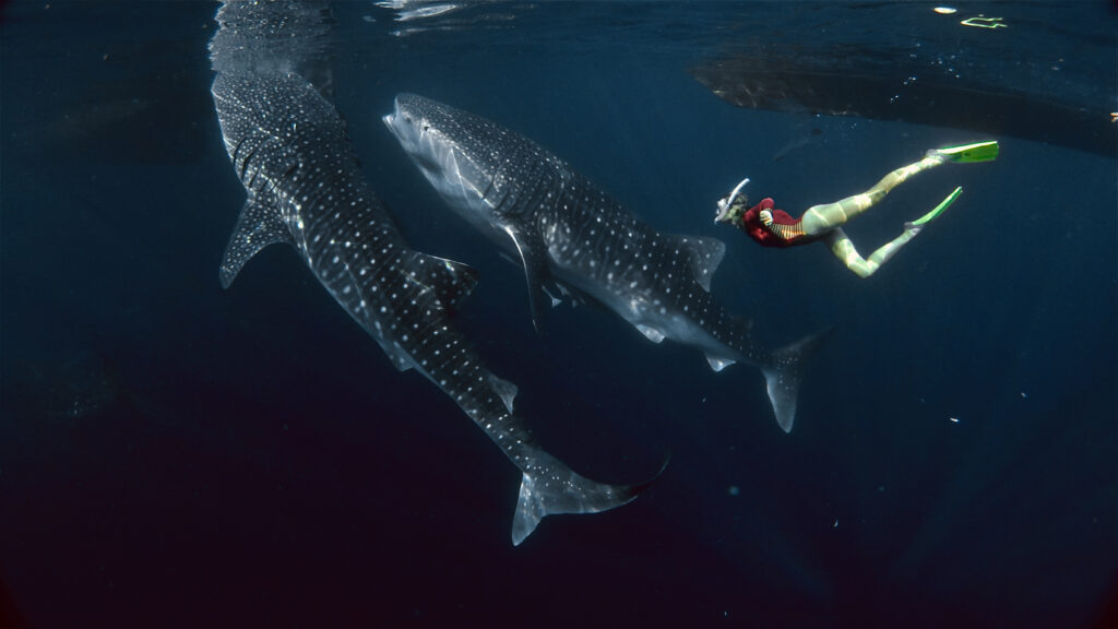 advanced whale shark season Sumbawa