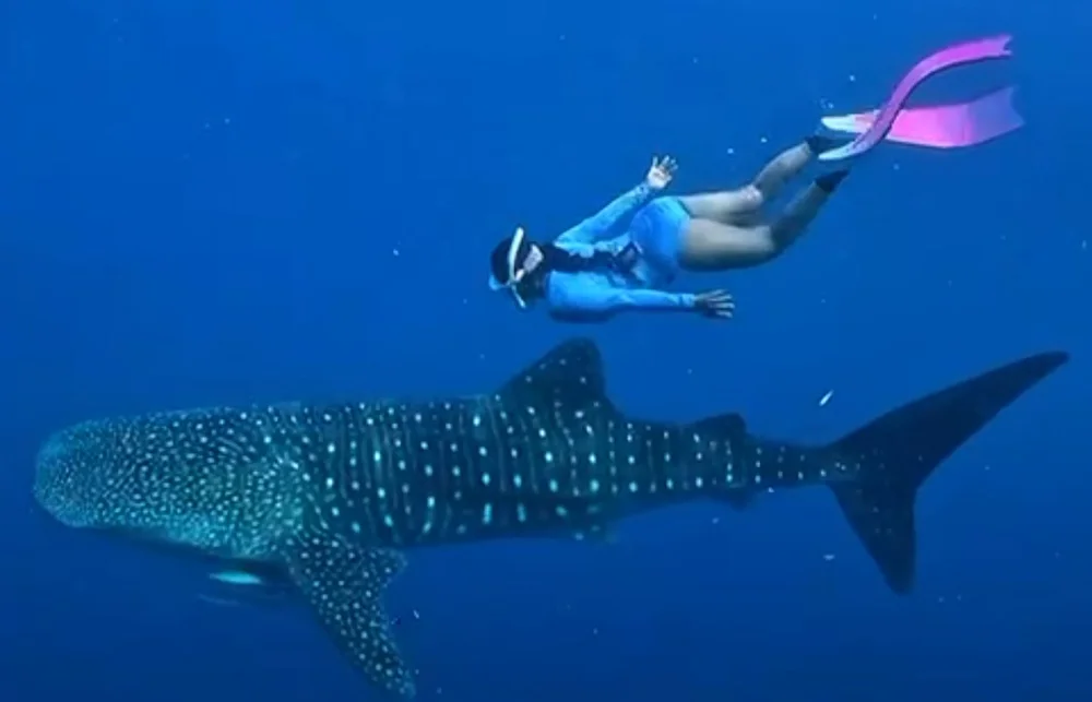 advanced whale shark season Sumbawa