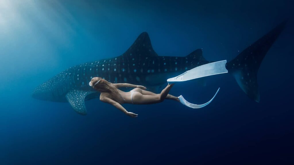 deep water Sumbawa whale shark snorkeling