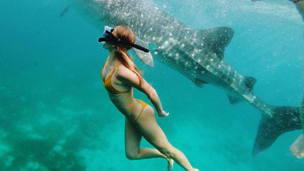 snorkeling whale shark trip