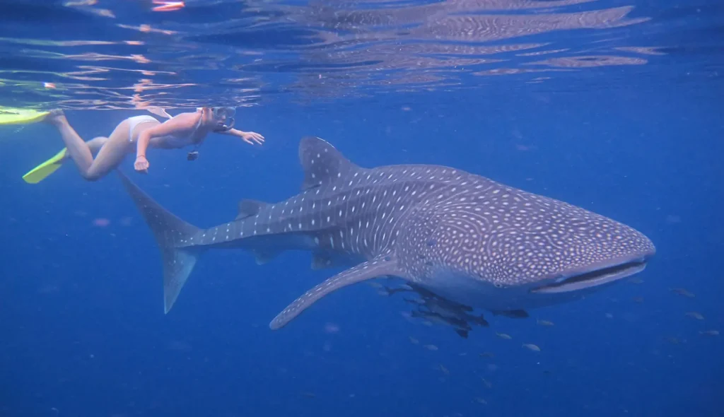 unguided whale shark snorkeling Indonesia