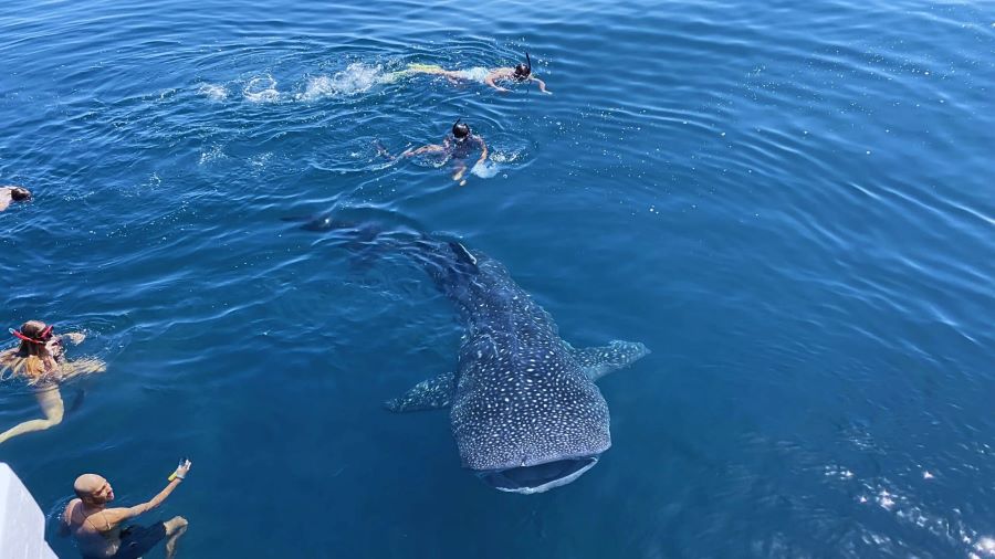 Conservation whale shark tour Sumbawa