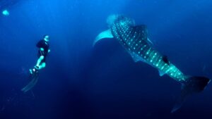 Saleh Bay whale shark guided