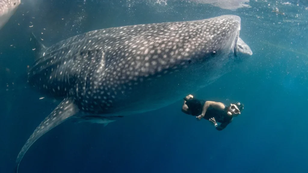 Whale shark snorkeling Indonesia sea safari