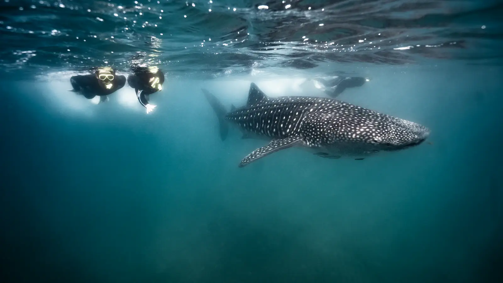 Whale shark snorkeling Indonesia sea safari