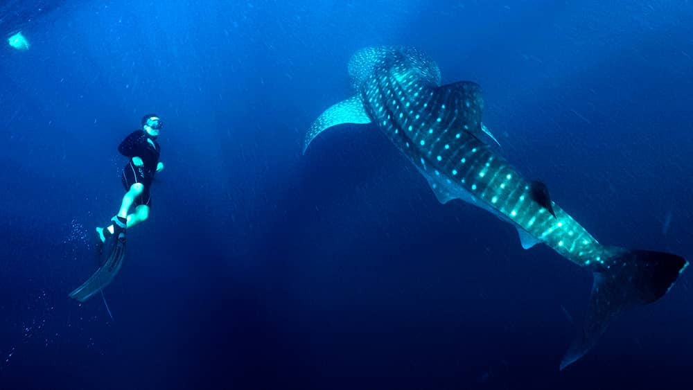 diving in Saleh Bay luxury