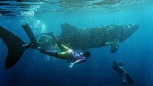 diving in Saleh Bay luxury