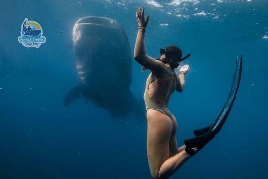diving in Saleh Bay safari tour
