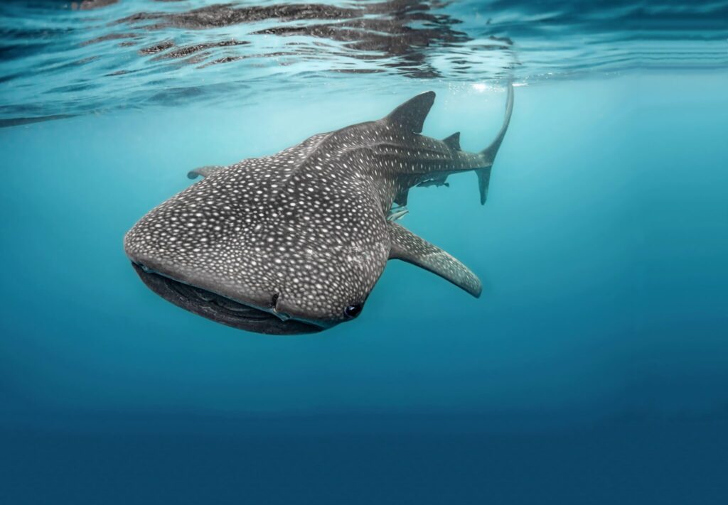 eco-friendly where to dive with whale sharks