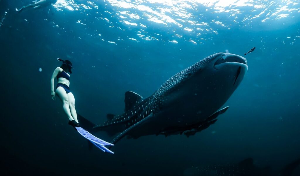 eco-friendly where to dive with whale sharks