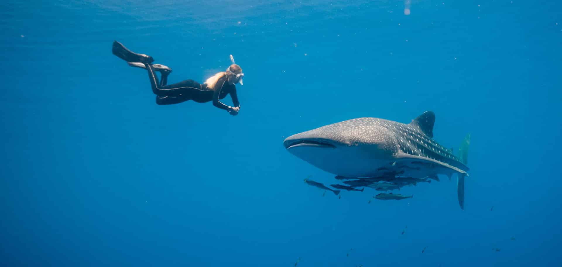 eco-friendly where to dive with whale sharks