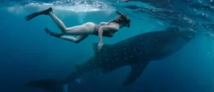 marine life whale shark safari
