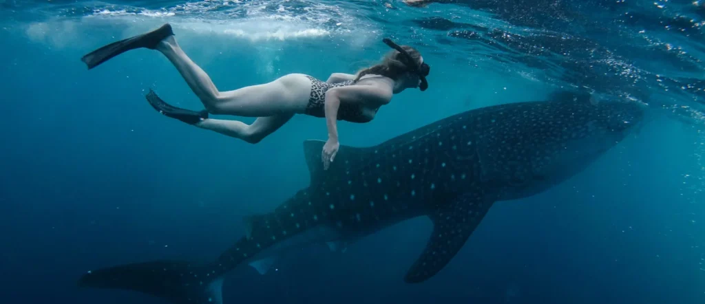 marine life whale shark safari