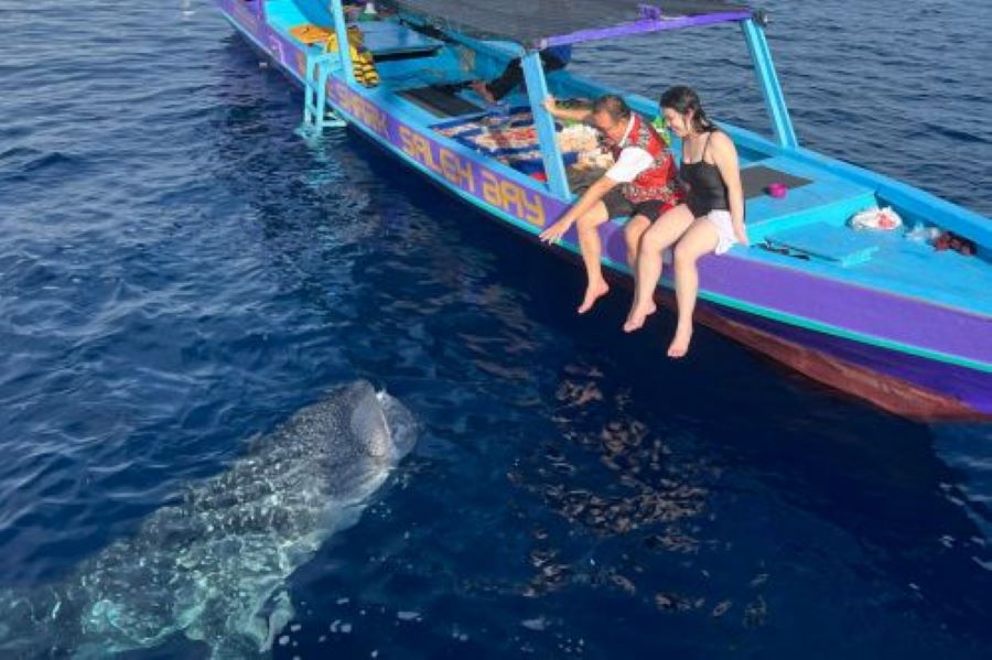 multi day whale shark tour