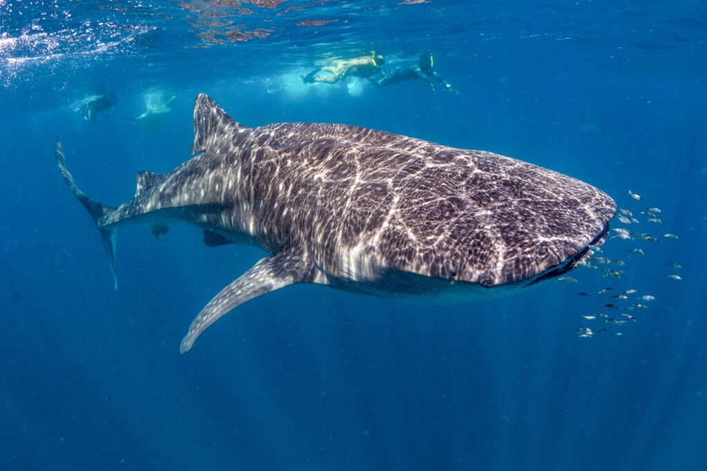 shallow water Saleh Bay whale shark