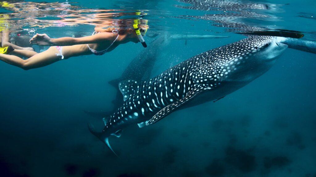 shallow water Saleh Bay whale shark