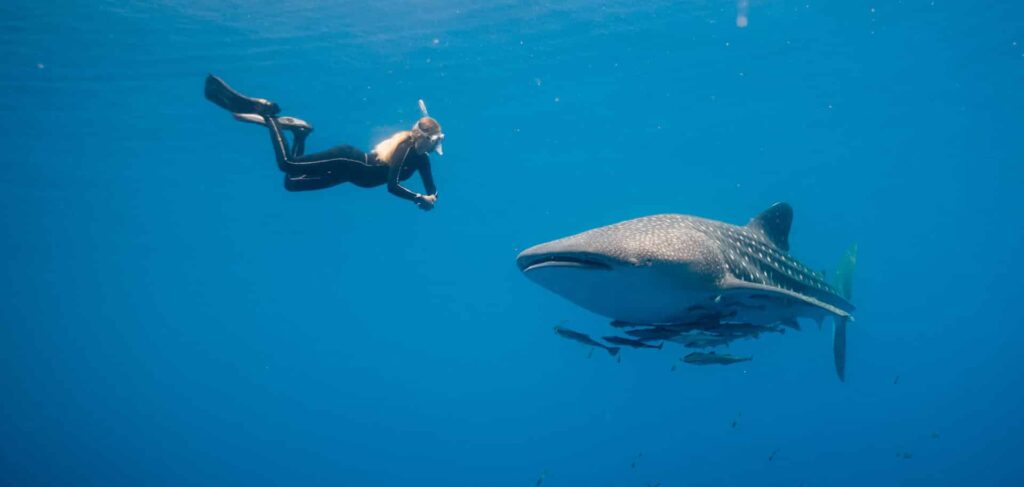 shallow water whale shark snorkeling