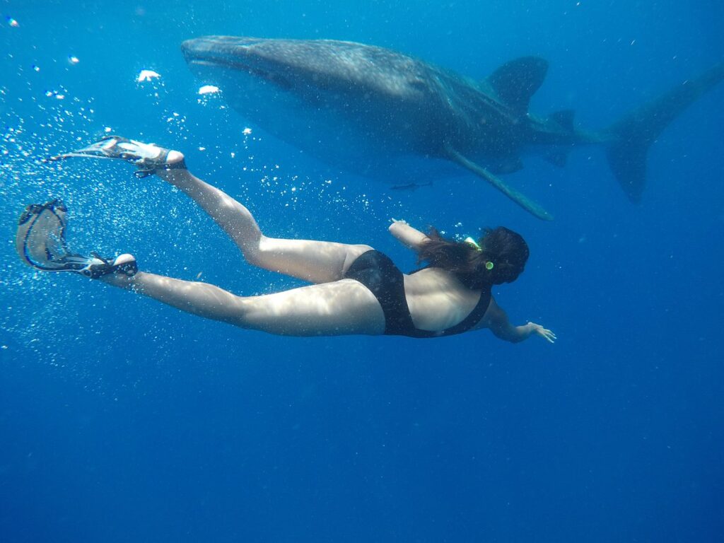 whale shark bucket list