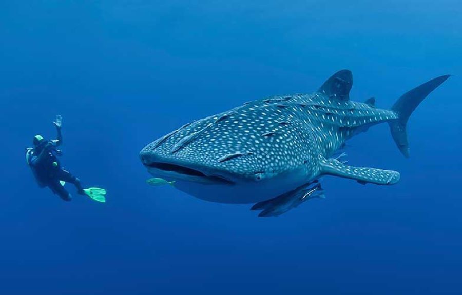 Where to dive with whale sharks best time for
