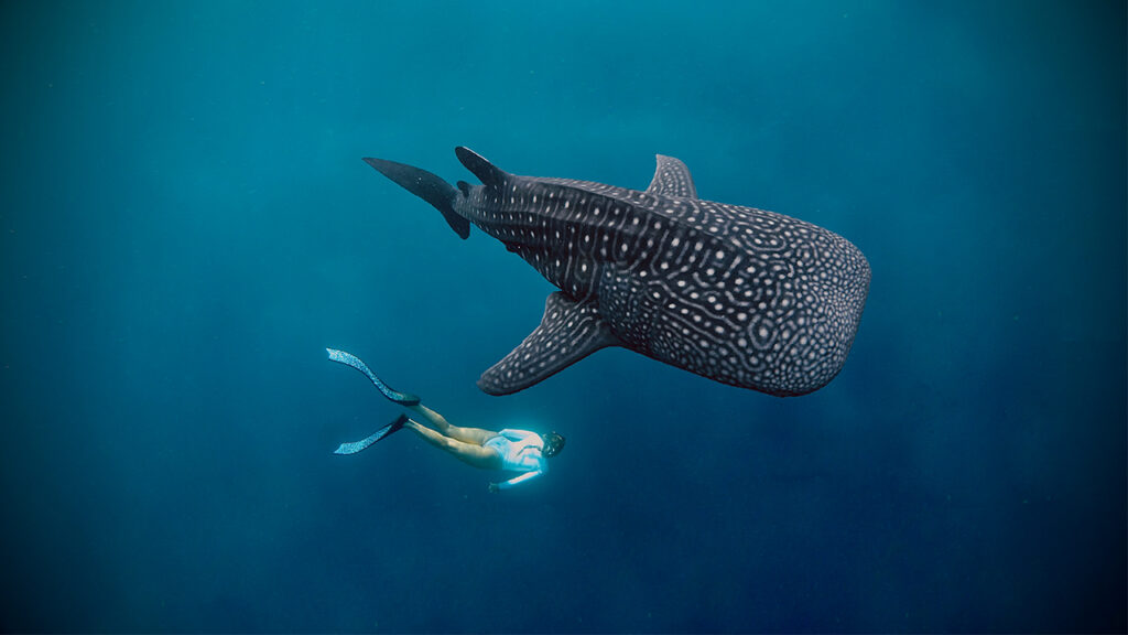 beginner friendly whale shark excursion
